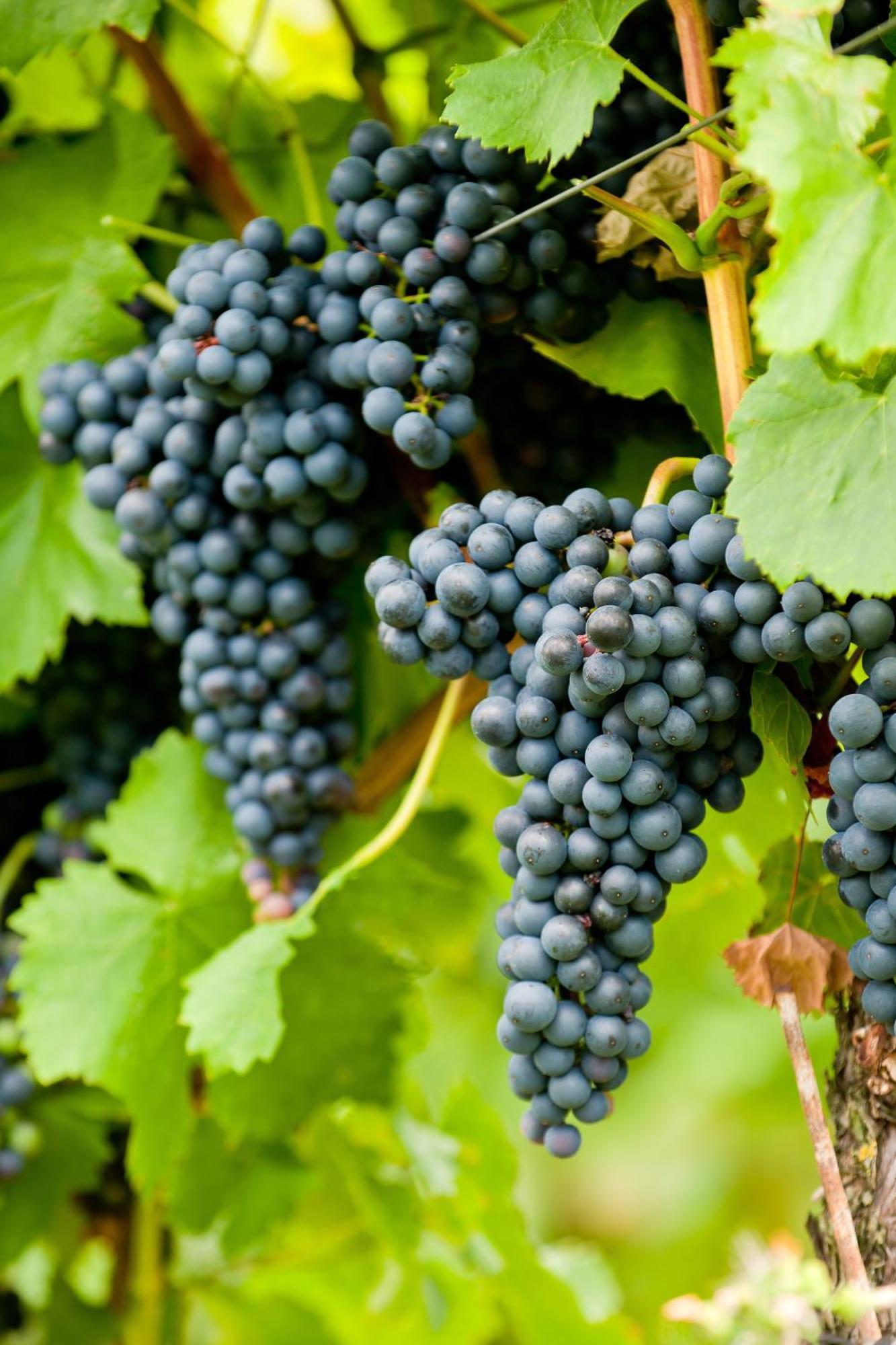 Wein- Und Sektgut Markus Hensler Briedel Eksteriør billede
