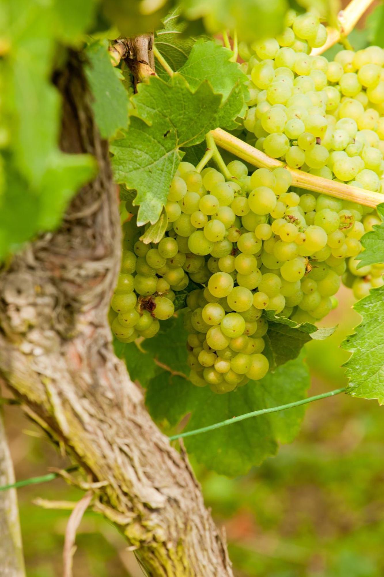 Wein- Und Sektgut Markus Hensler Briedel Eksteriør billede